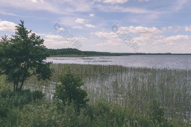 风景优美的潮湿的土壤和国家湖或河采用夏-v采用tage英语字母表的第18个字母