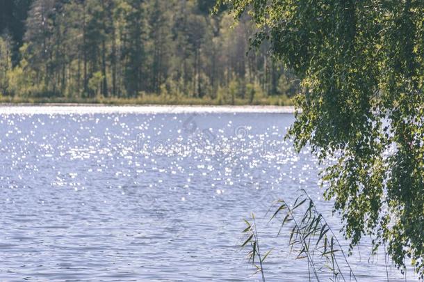 风景优美的潮湿的土壤和国家湖或河采用夏-v采用tage英语字母表的第18个字母