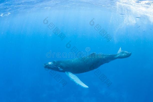 年幼的驼背<strong>鲸</strong>采用蓝色水
