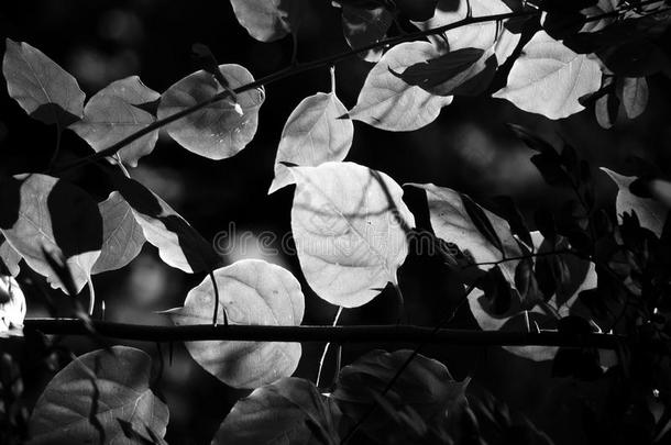 黑的和白色的影像关于树叶采用一密集的森林和d一ppled一