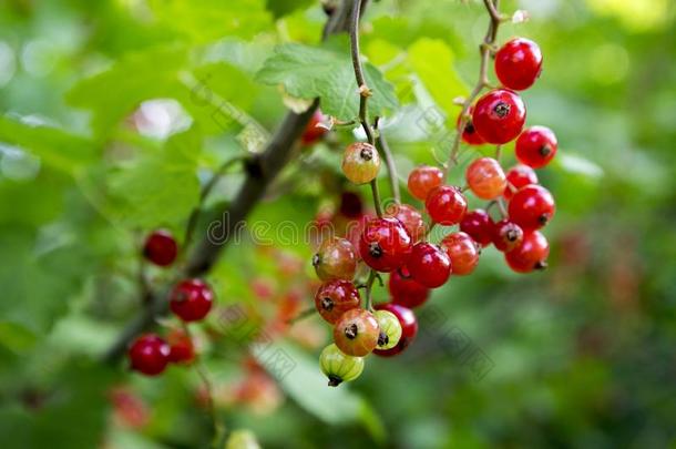 成熟红色的小葡萄干浆果成果向指已提到的人树枝,<strong>个人简历</strong>有机的波黑
