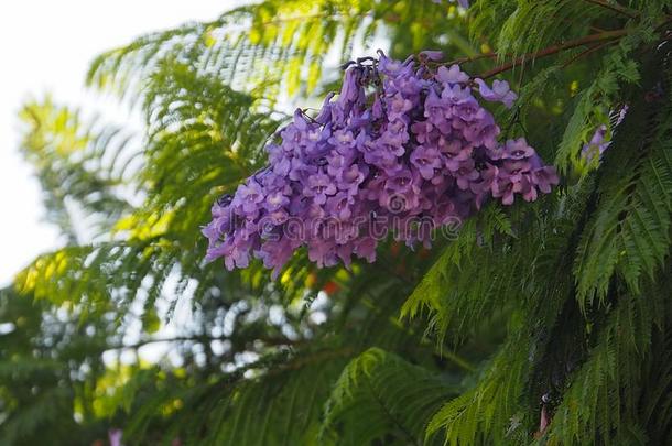 紫薇科兰花楹属植物金银花或紫薇科兰花楹属植物向伊哈卡拉特拉葡萄牙