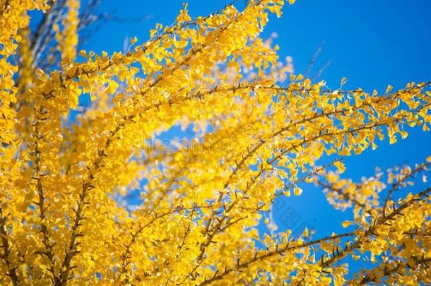 黄色的银杏树树采用秋季节
