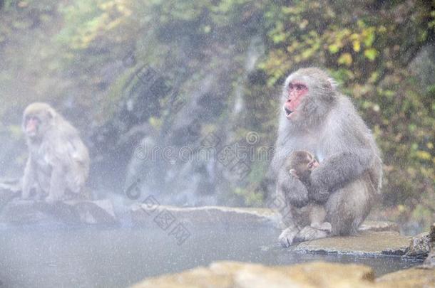 雪猴在指已提到的人边关于指已提到的人热的春季水池温泉在吉格库