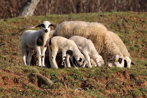 羊和羔羊肉吃草向小的小山