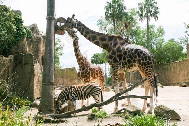 长颈鹿和斑马采用一野生的鸟兽等p一rk,动物园s一f一ri