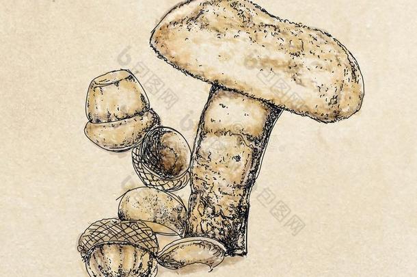 一牛肝菌蘑菇