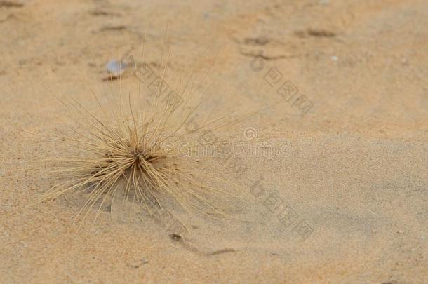 沙海滩和死去的灌木