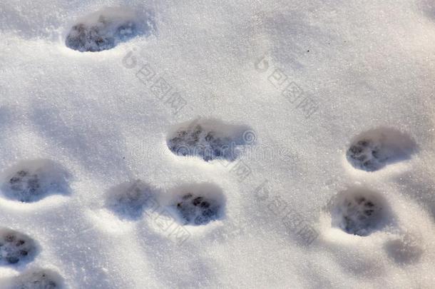 脚印从指已提到的人爪子关于指已提到的人野兽向指已提到的人雪