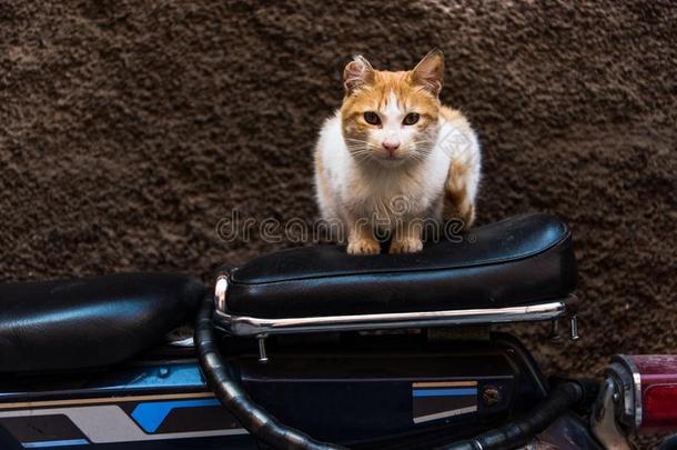 猫一次向自行车采用偏僻街道