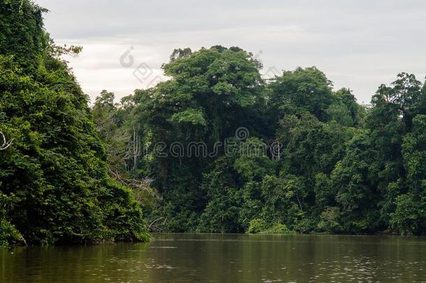 雨林一起指已提到的人基纳巴唐岸河,沙巴,婆罗洲.马来西亚