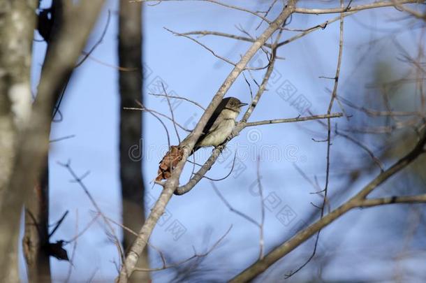 东方的东菲比霸蓊鸟躲藏采用阴影关于树树枝,美国佐治亚州美利坚合众国