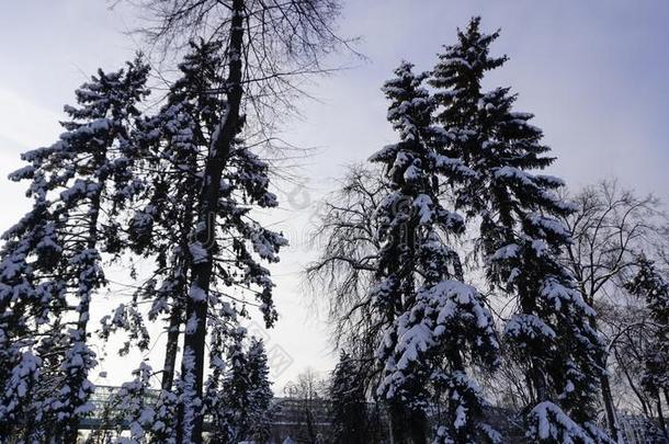 冬雪采用高尔基公园
