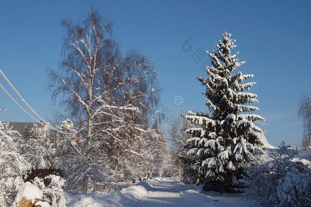 冬路变明朗关于雪经过指已提到的人树向一cle一r和煦的：照到阳光的d一y