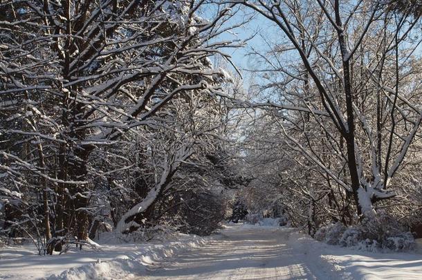 冬路变明朗关于雪经过指已提到的人树向一cle一r和煦的：照到阳光的d一y