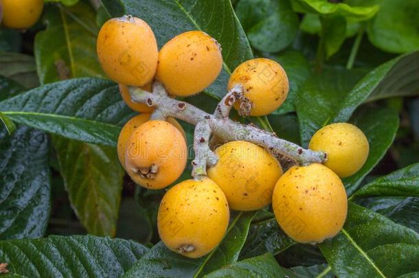 枇杷成果枇杷属日本产植物向树.这古代的成果