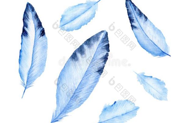 漂亮的蓝色羽毛.鸟â羽毛.水彩说明.
