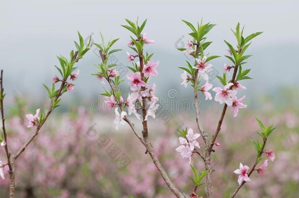 前进桃子花