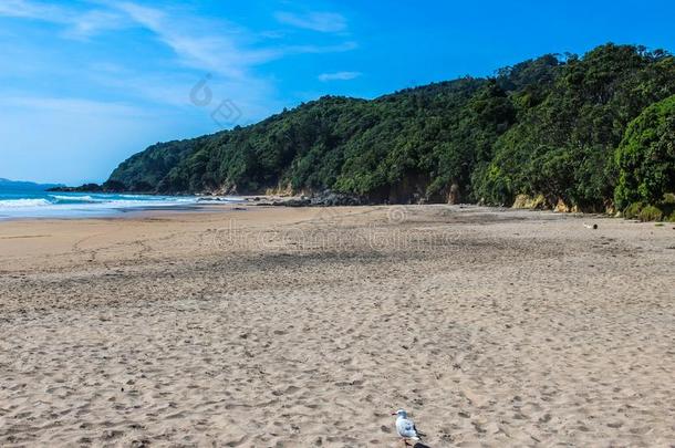 新的西兰岛海滩采用夏