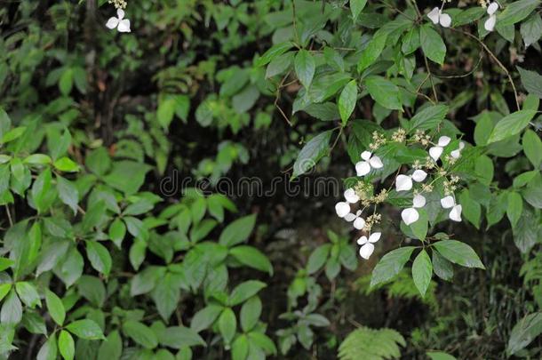 樟脑花-樟属樟脑：同camphor