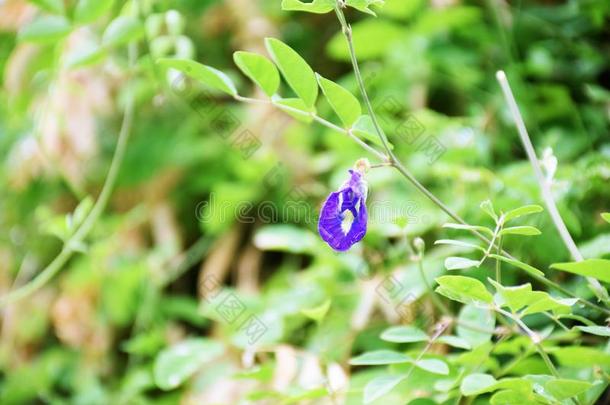 蝴蝶豌<strong>豆花</strong>关在上面自然背景