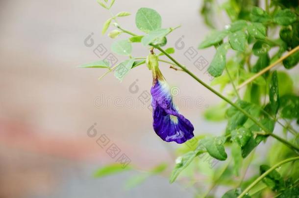 蝴蝶豌豆花关在上面自然背景