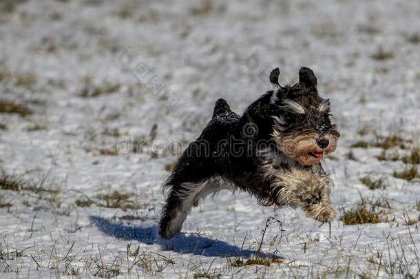 小型的髯狗起立跑步采用一雪