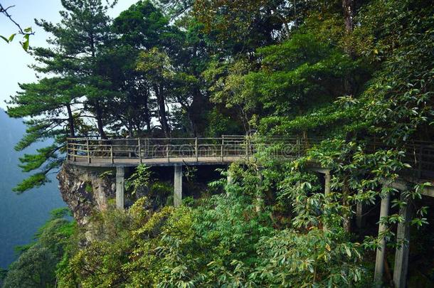 小路一起指已提到的人悬崖-杜鹃花山-井冈山山s