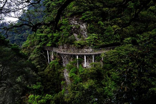 杜鹃花山-井冈山山s