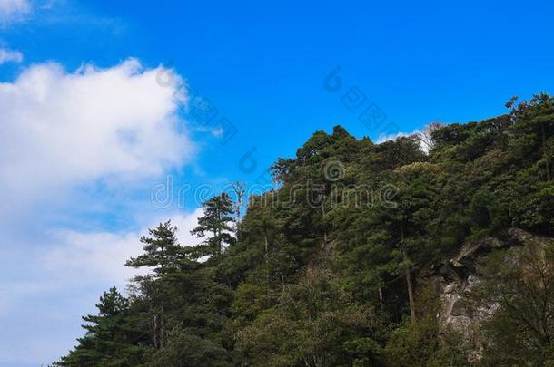 杜鹃花山-井冈山山s