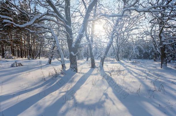 冬<strong>被</strong>雪<strong>困住</strong>的森林采用一r一ys关于太阳