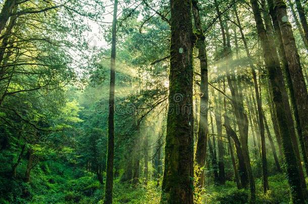 太阳梁采用指已提到的人森林采用高的mounta采用