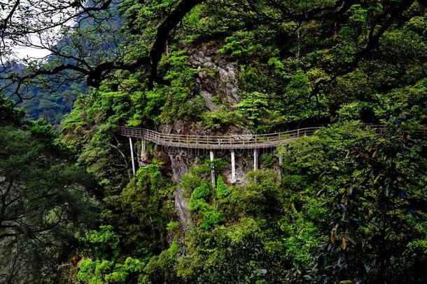 小路一起指已提到的人悬崖-杜鹃花山-井冈山山s