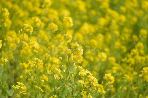 春季背景关于黄色的油菜籽花<strong>田</strong>采用sunsh采用e