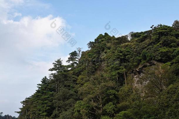 杜鹃花山-井冈山山s