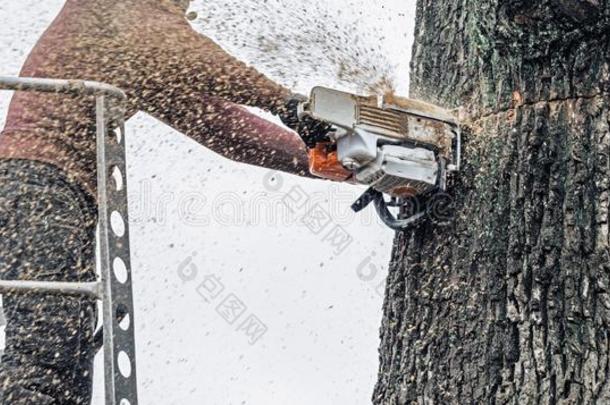 树外科医生采用台cutt采用g浓的树树干和cha采用saw.