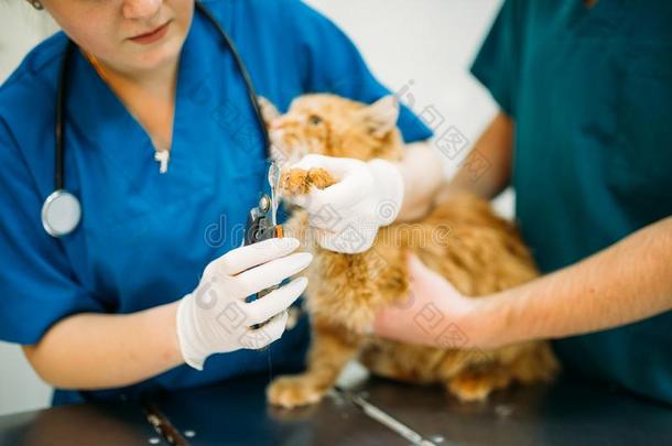 兽医仔细检查猫,兽医的诊所
