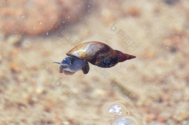 一池塘蜗牛不固定的向指已提到的人表面关于指已提到的人水