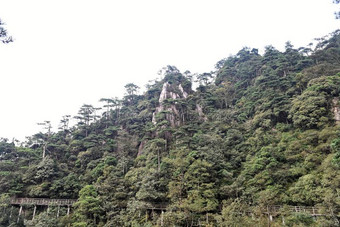 小路一起指已提到的人悬崖-杜鹃花山-井冈山山s图片