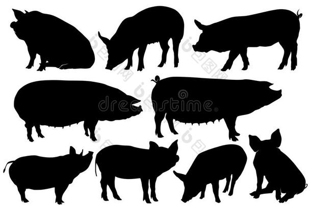 猪猪肉轮廓放置
