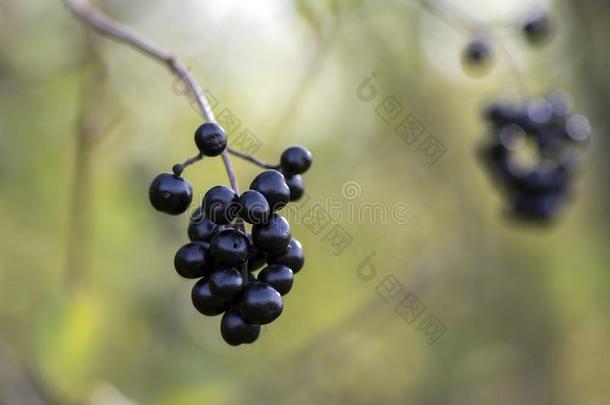 <strong>女贞</strong>瓦加雷成熟黑的浆果成果,灌木树枝wickets三柱门