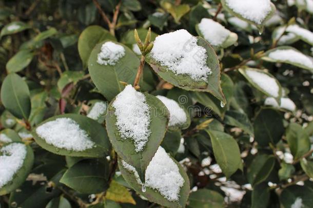 雪向山茶树叶