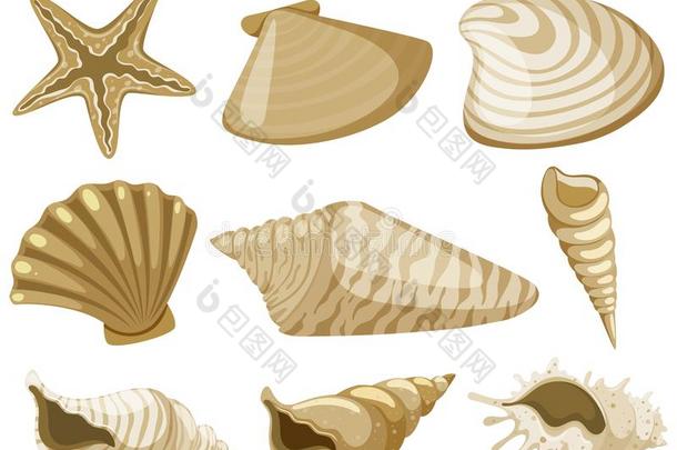 不同的类型关于贝壳采用棕色的颜色