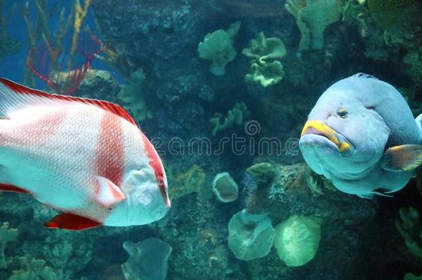 大的鱼采用水族馆在洋,海高音cre在ure