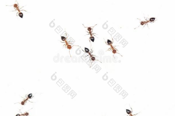 蚂蚁向一白色的w一ll