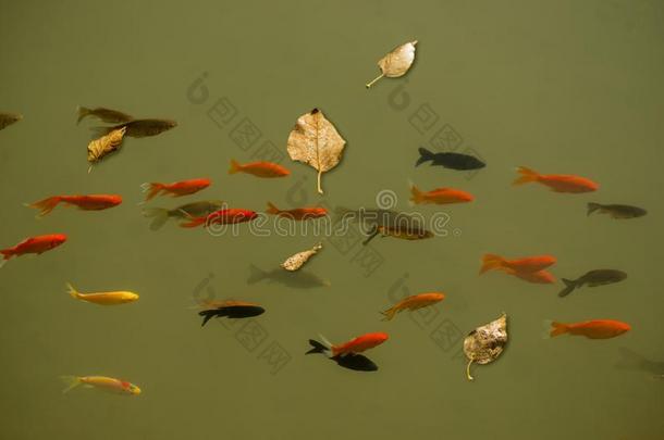 金鱼和阴影叶子
