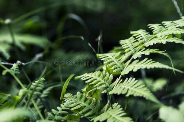 羊齿植物叶子向绿色的花园<strong>背景</strong>.绿色的羊齿植物宏观<strong>照相</strong>.fresairin-take进气口