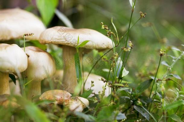 成长蘑菇采用绿色的草宏指令照片.夏森林scenario电影脚本