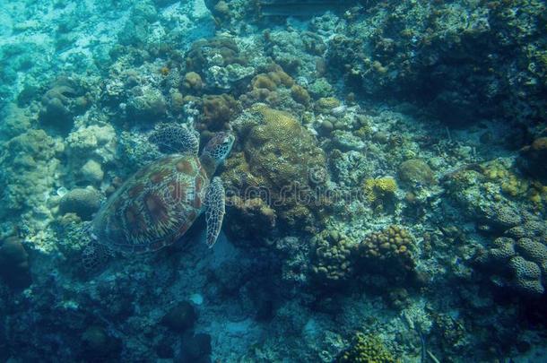 海龟采用水.Mar采用e乌龟采用野生的自然.绿色的图尔特