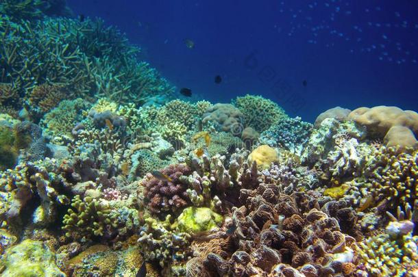 珊瑚风景全景画采用热带的海岸.海面下的园林景观